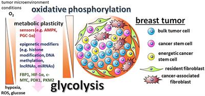 The Flick of a Switch: Conferring Survival Advantage to Breast Cancer Stem Cells Through Metabolic Plasticity